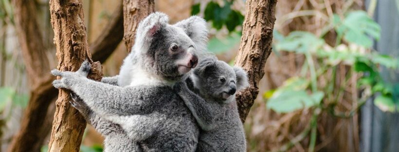Koala bear with her baby. You're a mama bear, too - here are some apps to help you amplify self care.