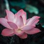 Lotus flower reminder to love the miracle you are